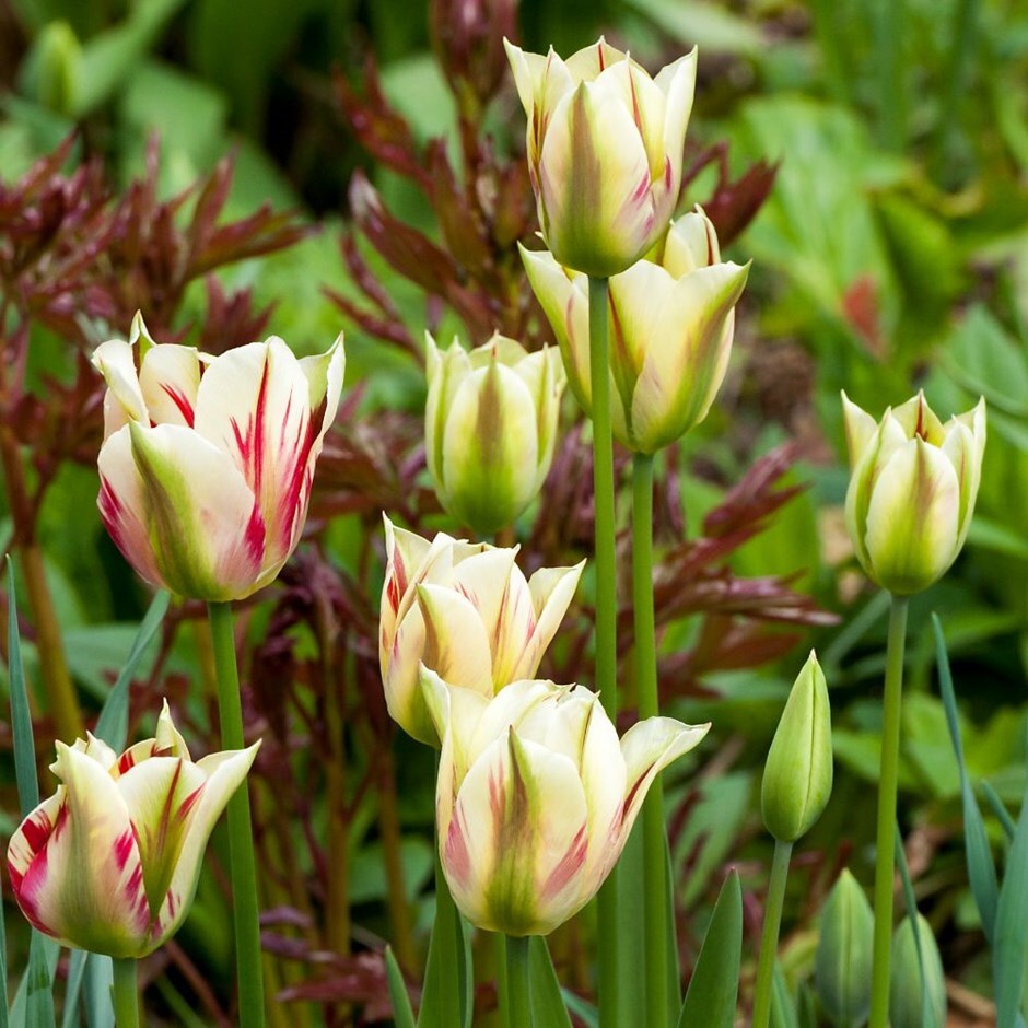 Buy viridiflora tulip bulbs Tulipa 'Flaming Springgreen'