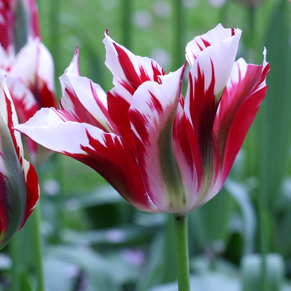 <i>Tulipa</i> 'Flaming Springgreen'