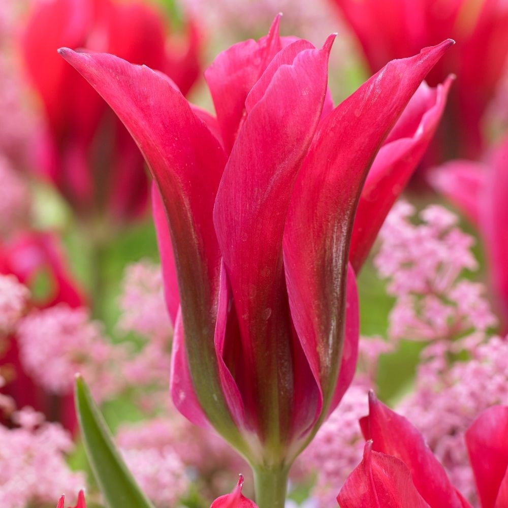 Product options image