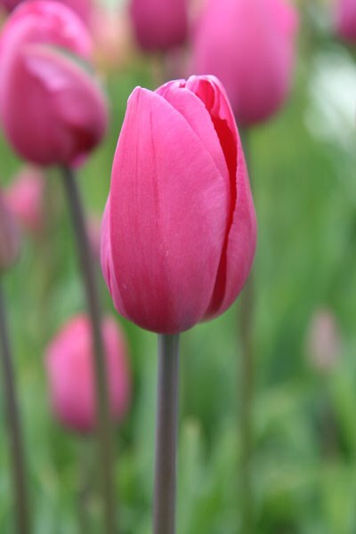 Tulipa Don Quichotte