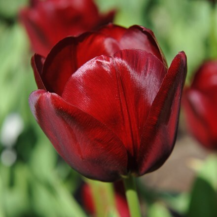Picture of Tulipa National Velvet