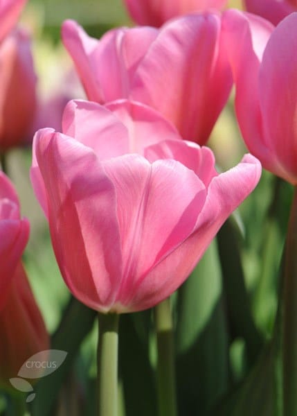 <i>Tulipa</i> 'Mistress'