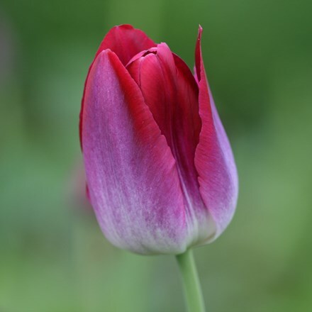 Picture of Tulipa Pittsburg