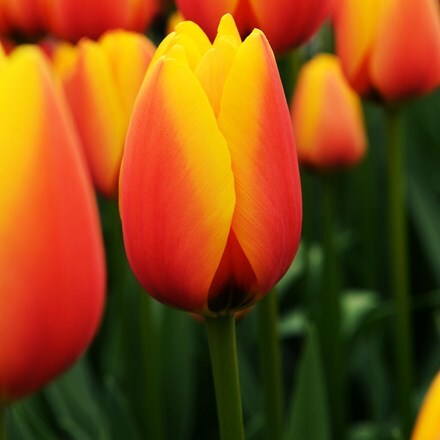 Picture of Tulipa World Peace (PBR)