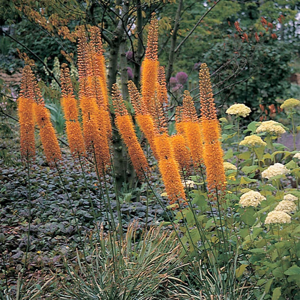 Product options image