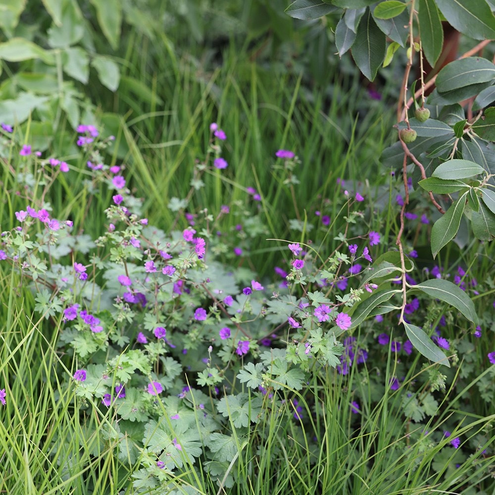 <i>Geranium pyrenaicum</i> 'Bill Wallis'
