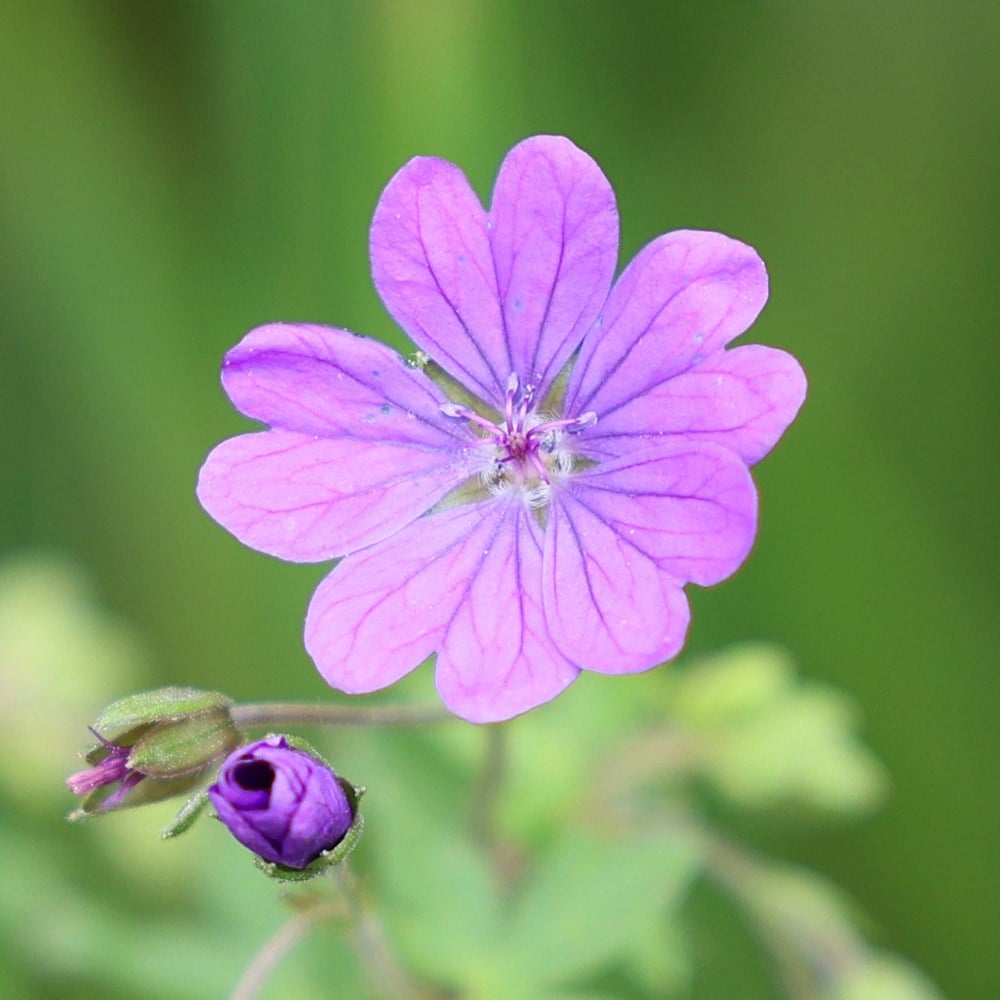 <i>Geranium pyrenaicum</i> 'Bill Wallis'