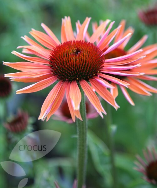 Buy Coneflower Echinacea Sundown PBR Big Sky Series 19 99 
