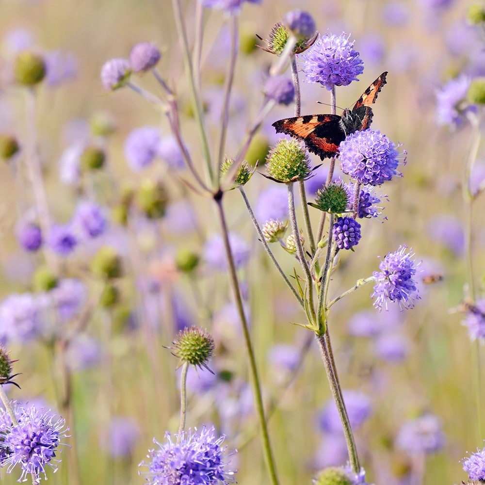 Product options image