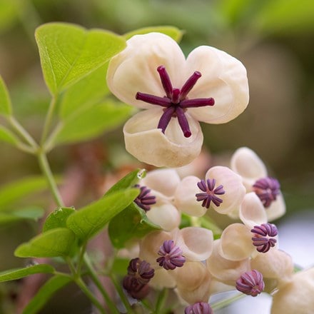 Akebia quinata cream-flowered