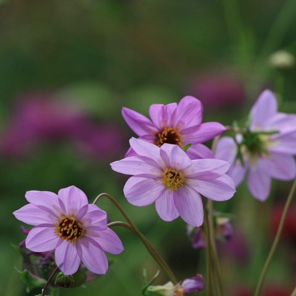 Product options image