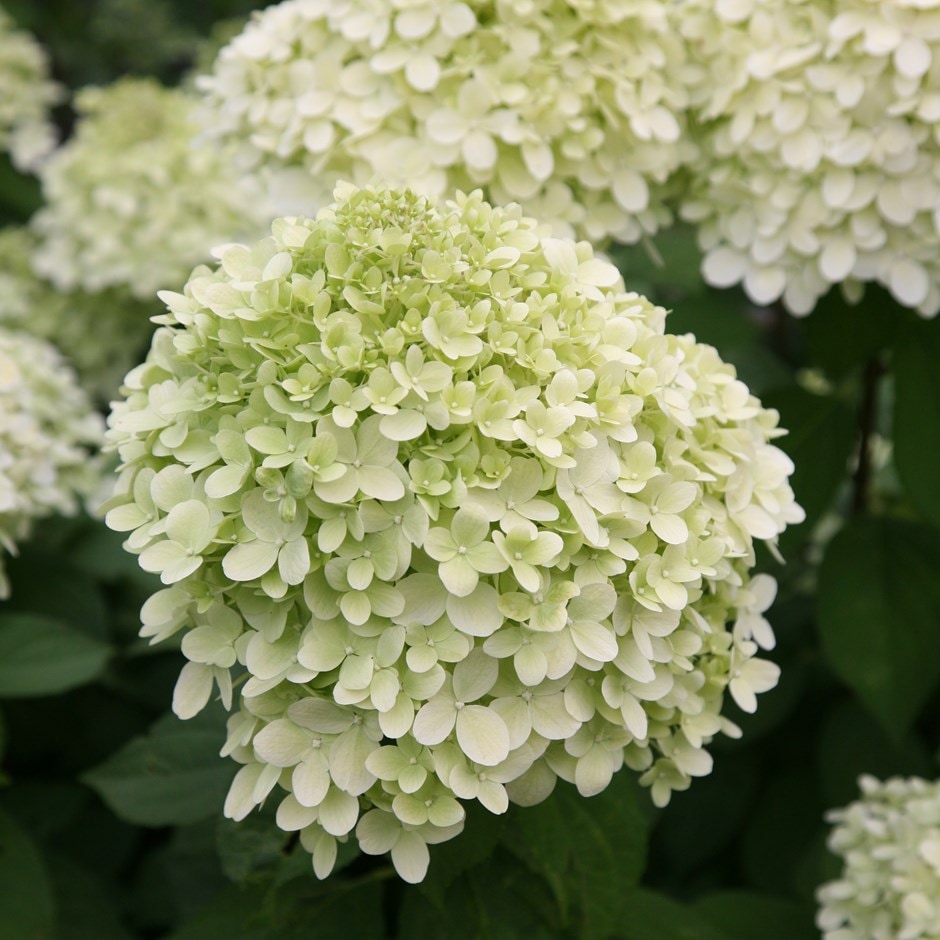 <i>Hydrangea paniculata</I> 'Limelight' (PBR)