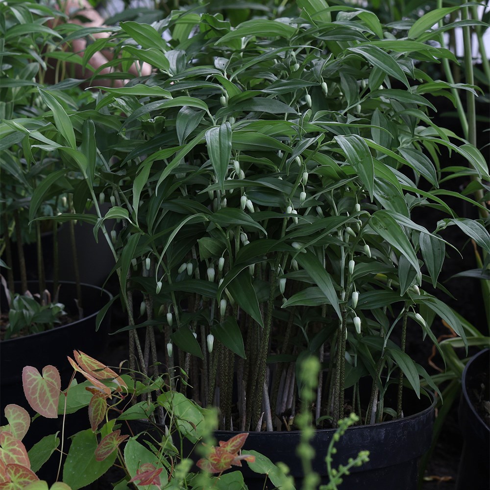 Product options image