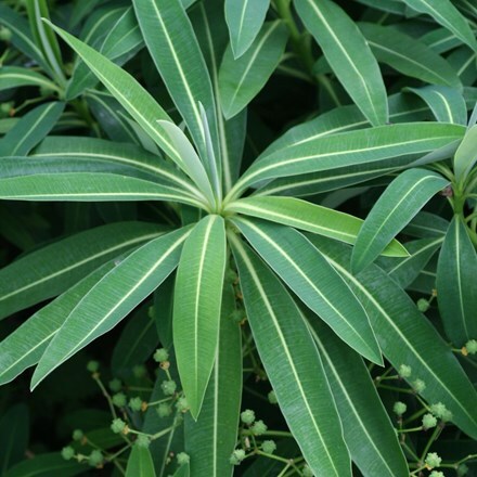 Euphorbia × pasteurii