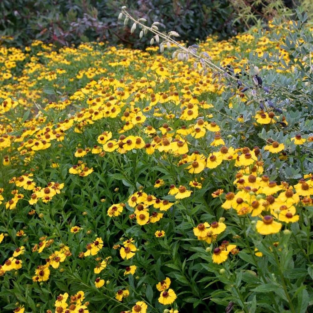 <i>Helenium</i> 'The Bishop'