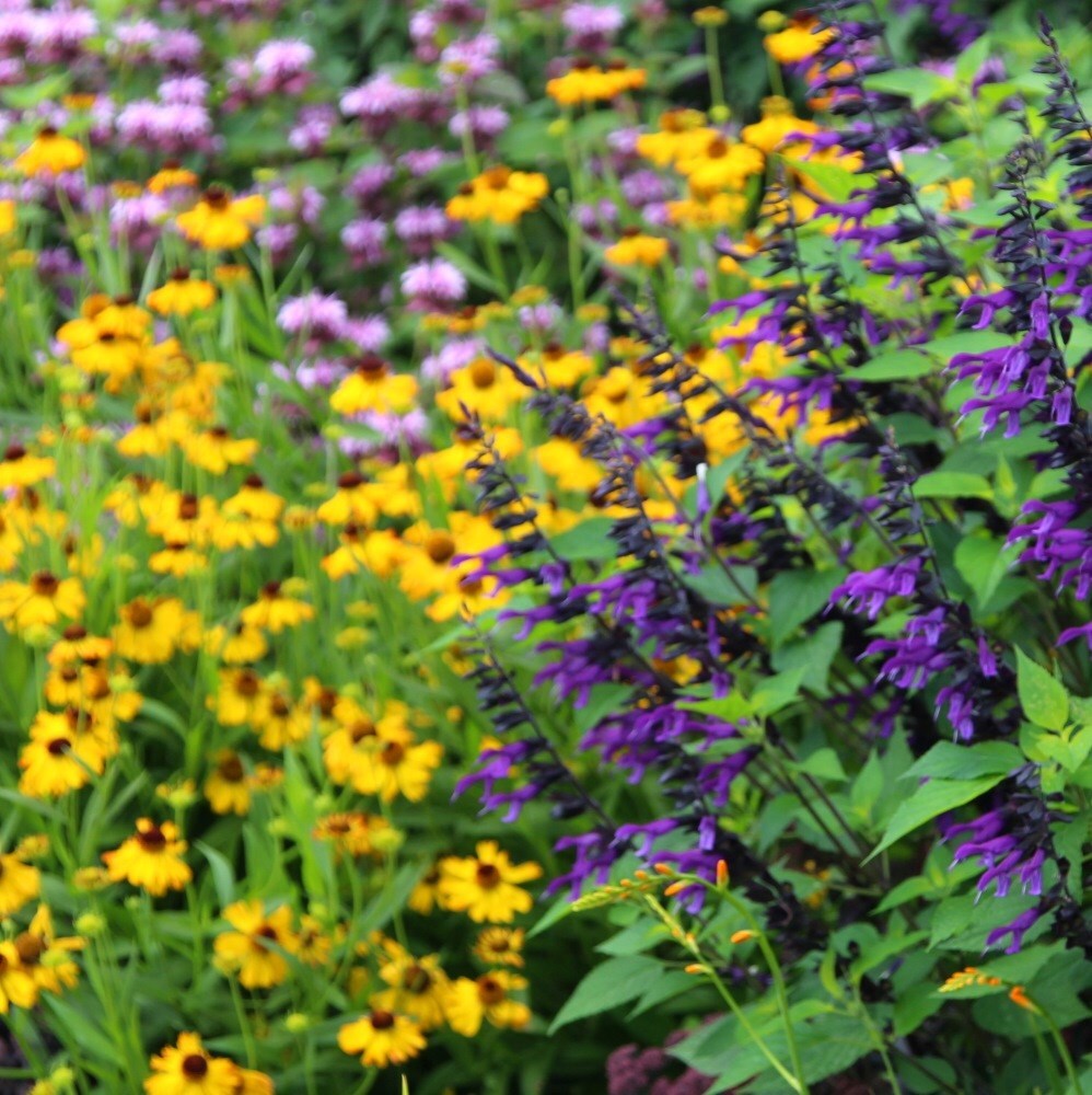 <i>Helenium</i> 'The Bishop'