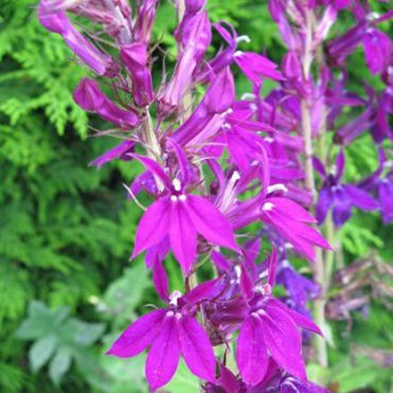 Lobelia × speciosa Hadspen Purple (PBR)