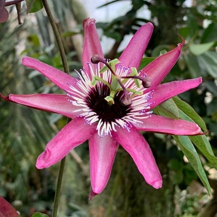 Passiflora × violacea