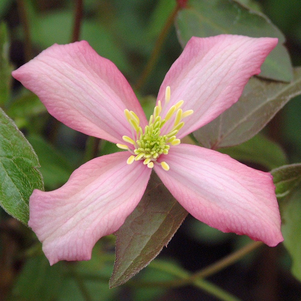 clematis (group 1) (syn. Clematis montana Warwickshire Rose)