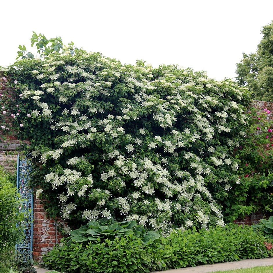 Buy climbing hydrangea Hydrangea anomala subsp. petiolaris: £7.99