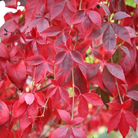 Picture of Parthenocissus quinquefolia