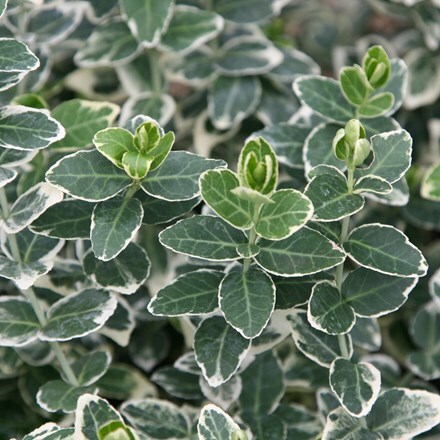 Picture of Euonymus fortunei Emerald Gaiety