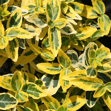 Picture of Euonymus fortunei Emerald 'n' Gold