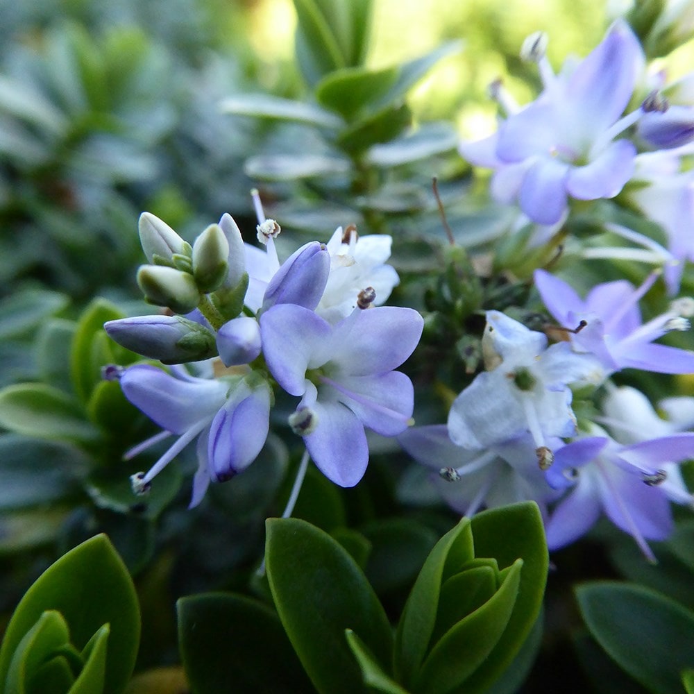 Product options image