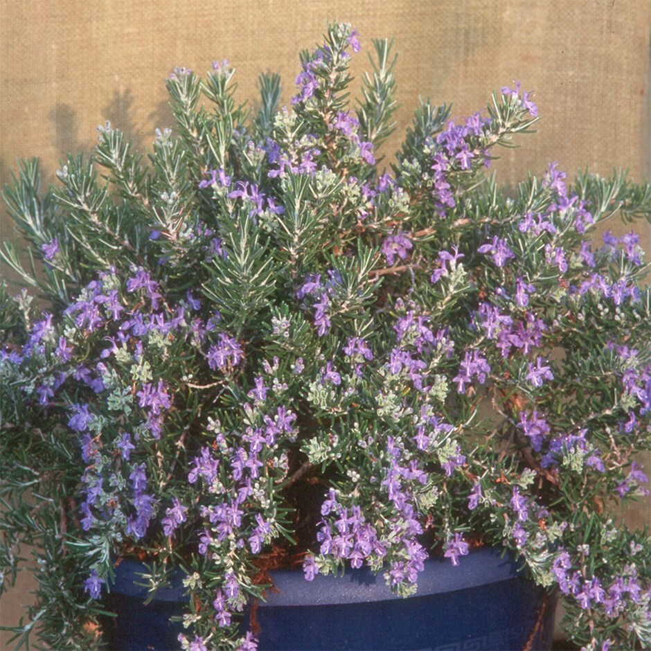 rosemary ( syn. Salvia rosmarinus Roman Beauty)