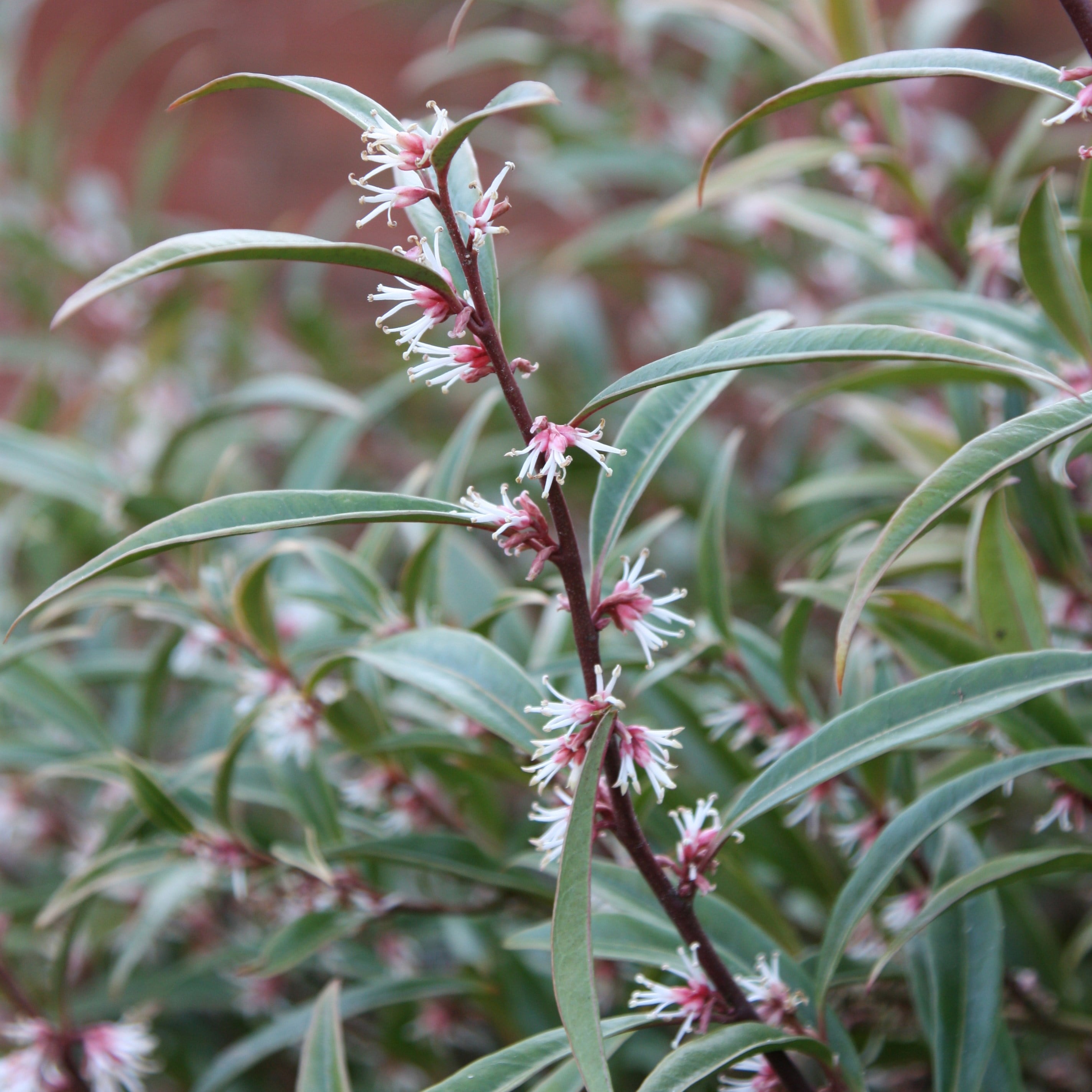 Product options image