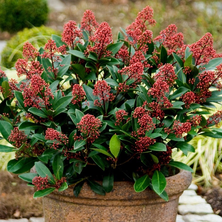skimmia japonica rubella japanese male shrubs plants garden height search