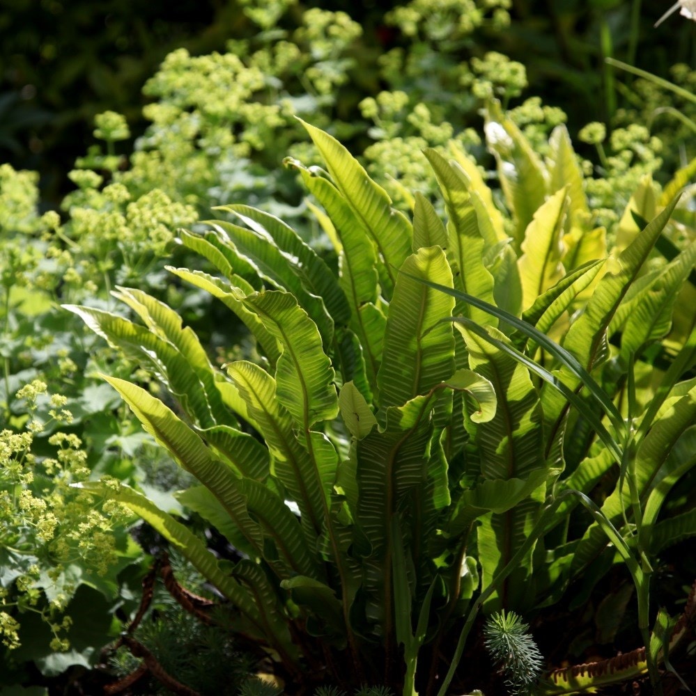 <i>Asplenium scolopendrium</i> 