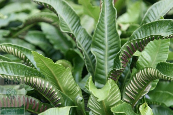Asplenium scolopendrium