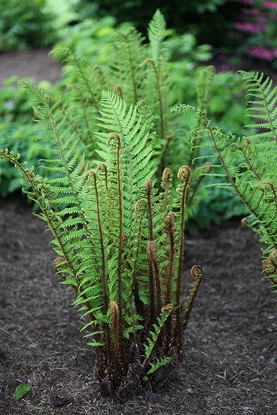 Dryopteris wallichiana
