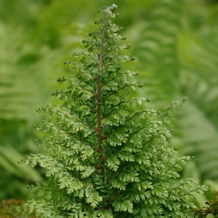 Picture of Polystichum setiferum Plumosomultilobum Group