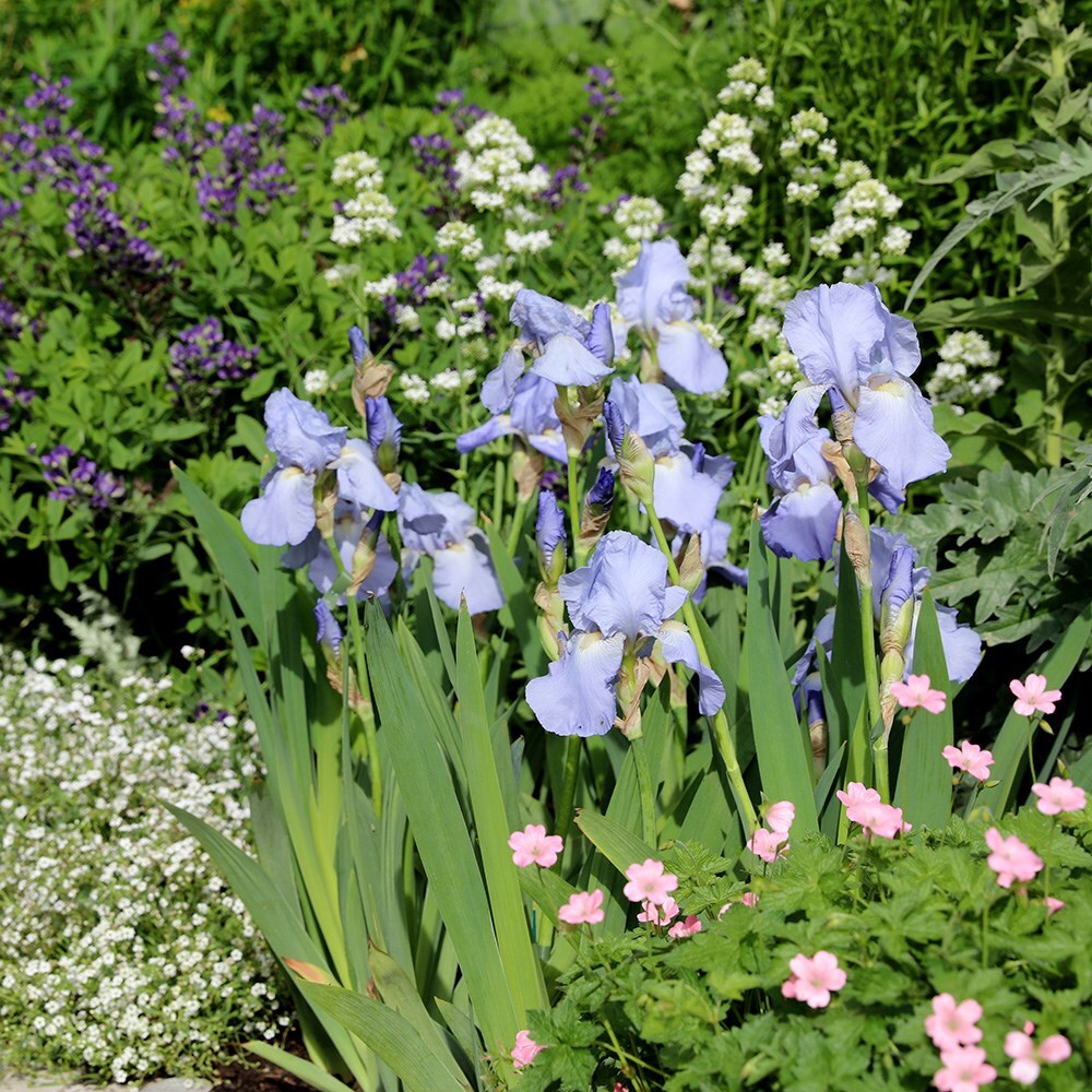 Buy bearded iris Iris 'Jane Phillips' Delivery by Waitrose Garden