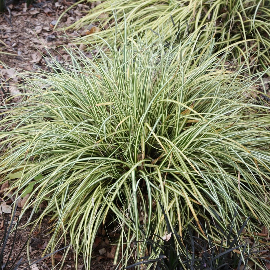 <i>Carex oshimensis</i> 'Evergold'
