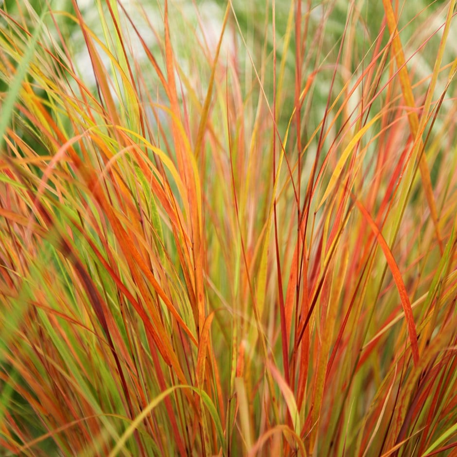 pheasant's tail grass ( syn. Stipa arundinacea )