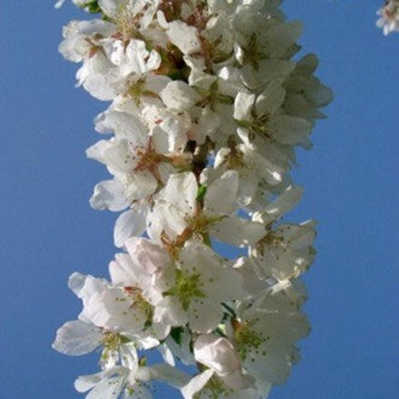 Picture of Prunus Snow Showers