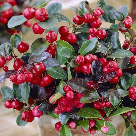 Buy partridge berry / checkerberry Gaultheria procumbens Big Berry: £8. ...