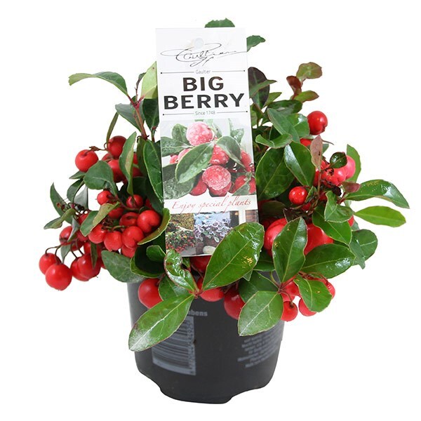 <I>Gaultheria procumbens</i> <b class=small-caps>Big Berry</b> ('Gaubi') (PBR) 