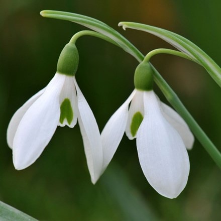 Galanthus nivalis - potted bulbs