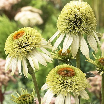 Picture of Echinacea purpurea Coconut Lime (PBR) (Cone-fections Series)