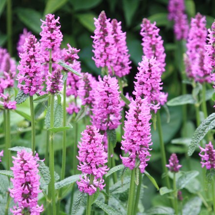 Buy hardy salvias - Special features: Resistant to diseases