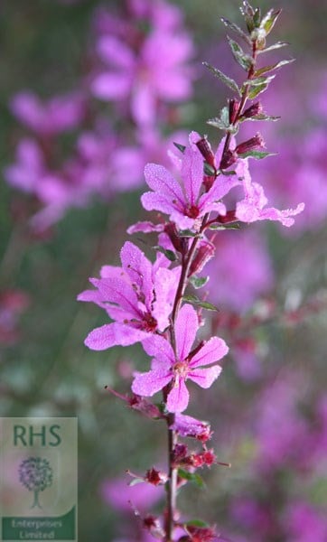 Lythrum virgatum Dropmore Purple