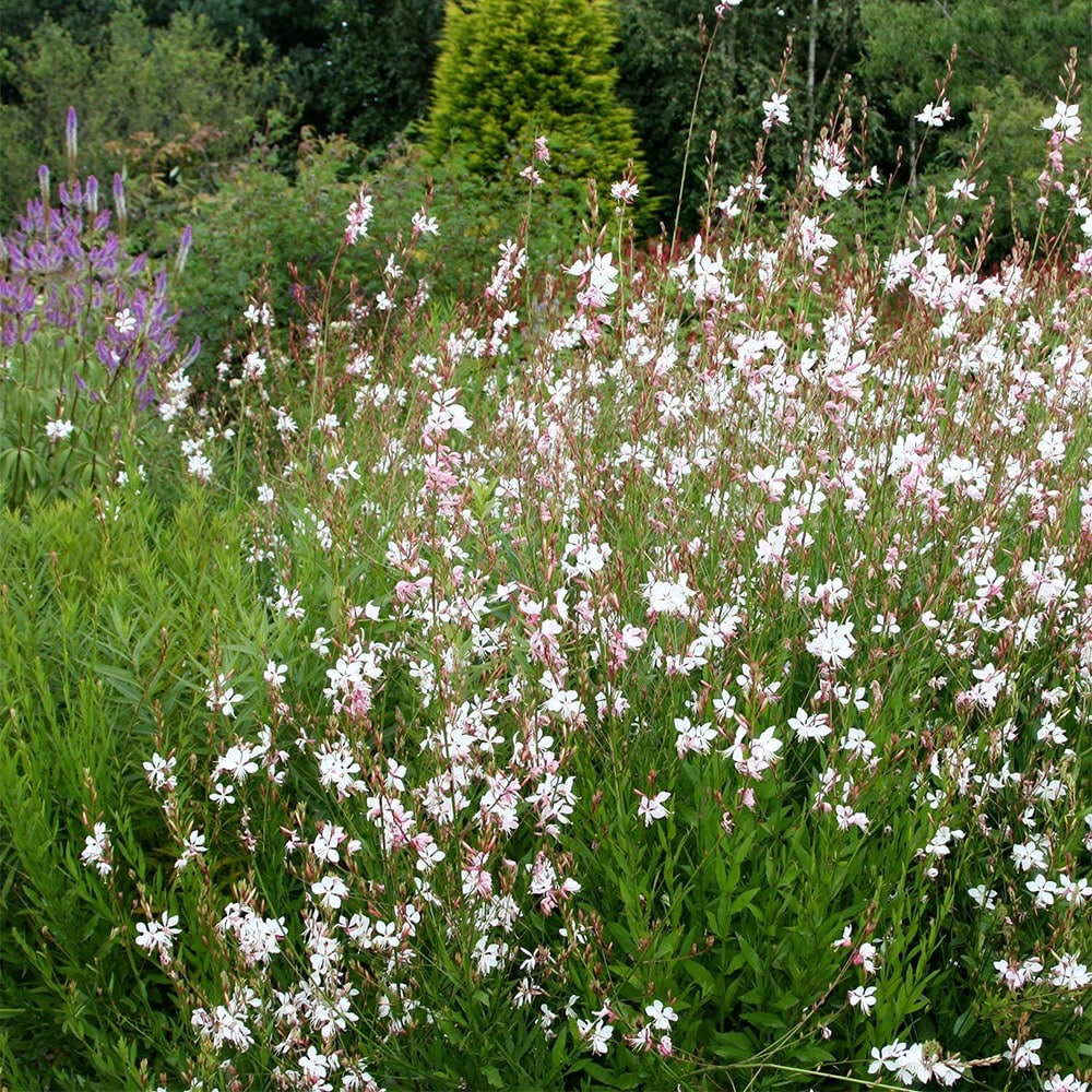 Product options image