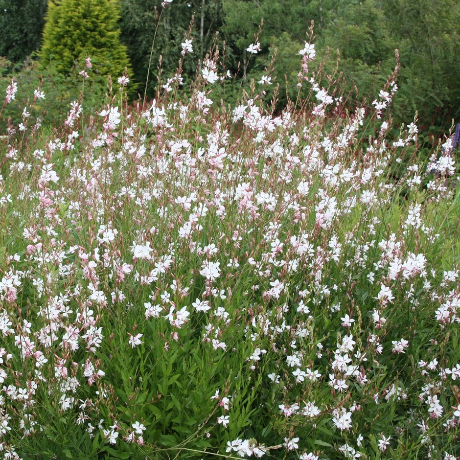<i>Oenothera lindheimeri</i> 'Whirling Butterflies'
