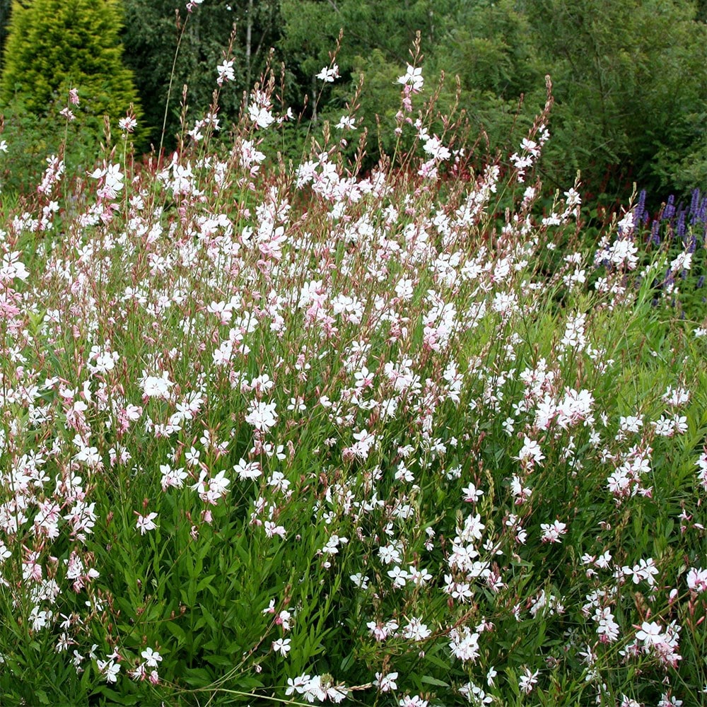 <i>Oenothera lindheimeri</i> 'Whirling Butterflies'