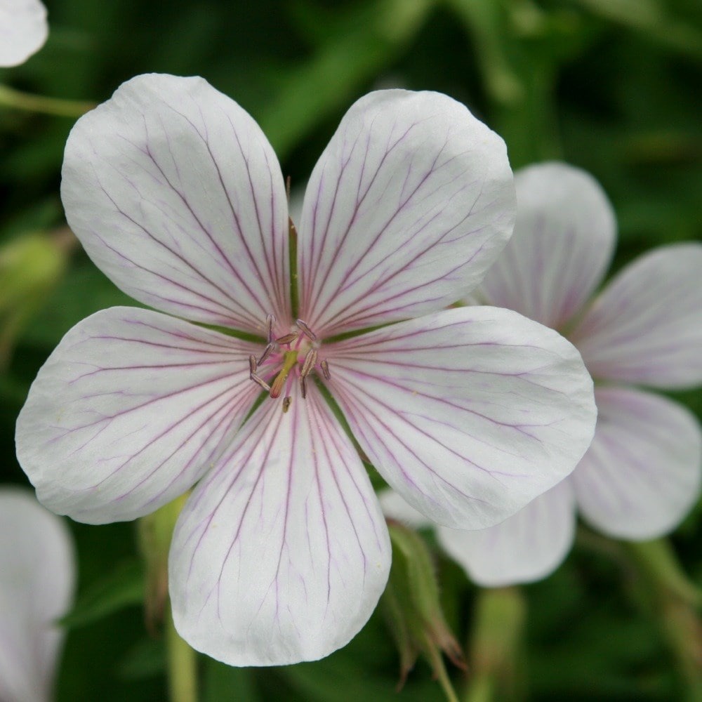 <i>Geranium clarkei</i> 'Kashmir White'