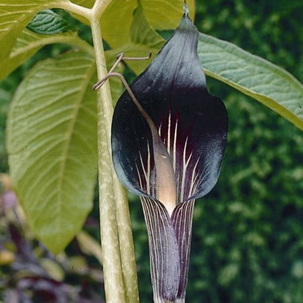 Picture of Arisaema speciosum